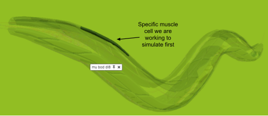 Muscle cell highlighted