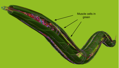 Muscle cells in c. elegans