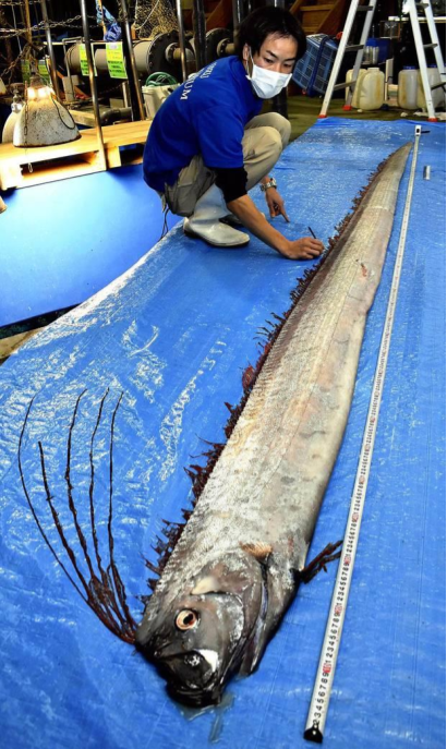 Rồng biển khổng lồ dạt vào Nhật Bản