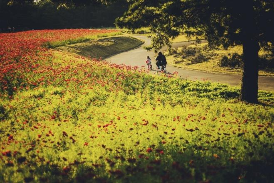 Khí hậu tại đây luôn trong lành mát mẻ, tạo điều kiện cho các loài hoa tỏa hương khoe sắc. Du khách có thể thuê xe đạp chạy quanh những con đường hoa tuyệt đẹp. Ảnh: Zhao!