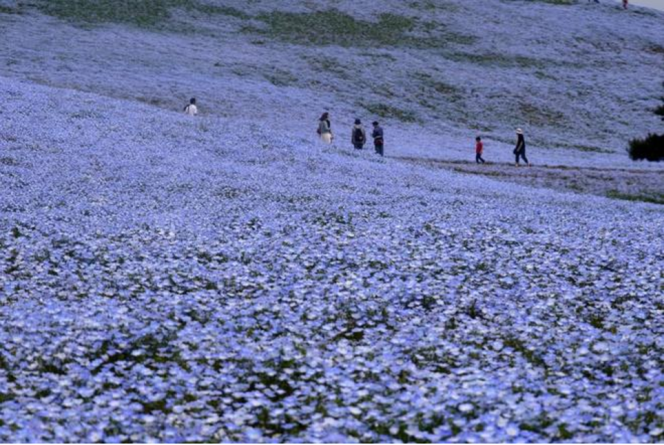 Đứng giữa những đồi hoa xanh mướt, người ta có cảm giác như đang hòa mình giữa đại dương mênh mông tựa như bầu trời đang sa dần xuống mặt đất. Ảnh: Akihiko Nakano