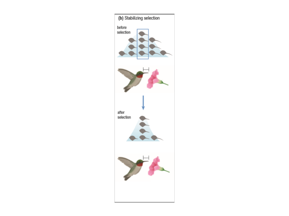 Stabilizing selection