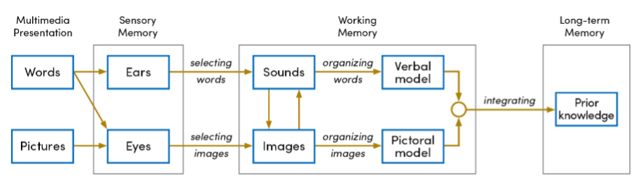 Cognitive theory of multimedia learning with audio and visual channels