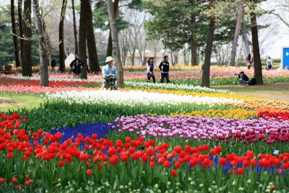 Với diện tích hơn 3,5 ha, công viên Hitachi luôn đẹp rực rỡ bởi những cánh đồng hoa nở rộ quanh năm. Ảnh: Macky