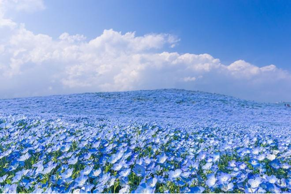 Hàng năm, công viên đều tổ chức lễ hội Hanami Nemophila – lễ hội ngắm hoa. Choáng ngợp trước sắc xanh của những đồi hoa Nemophila là cảm nhận của hầu hết các du khách khi đến đây vào mỗi dịp lễ hội. Ảnh: ST