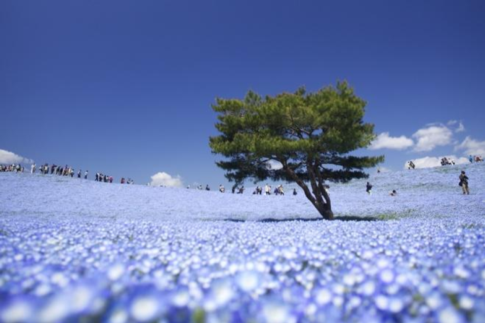 Đặc biệt nhất trong công viên là loài hoa Nemophila màu xanh dương với 4,5 triệu cây nở đồng loạt vào mùa xuân, đẹp mướt mát như bầu trời dưới mặt đất. Ảnh: Kobaken++