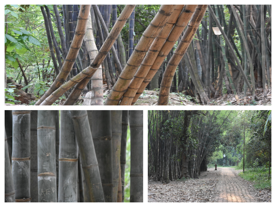 Botanical Garden Bamboo
