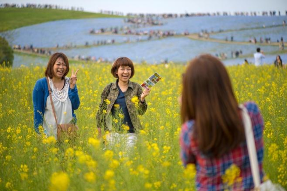 Công viên Hitachi Seaside, nằm ở Hitachinaka, tỉnh Ibaraki, Nhật Bản, bên cạnh bãi biển Ajigaura, là một công viên đầy hoa và là điểm đến du lịch nổi tiếng. Ảnh: Aeschylus18917